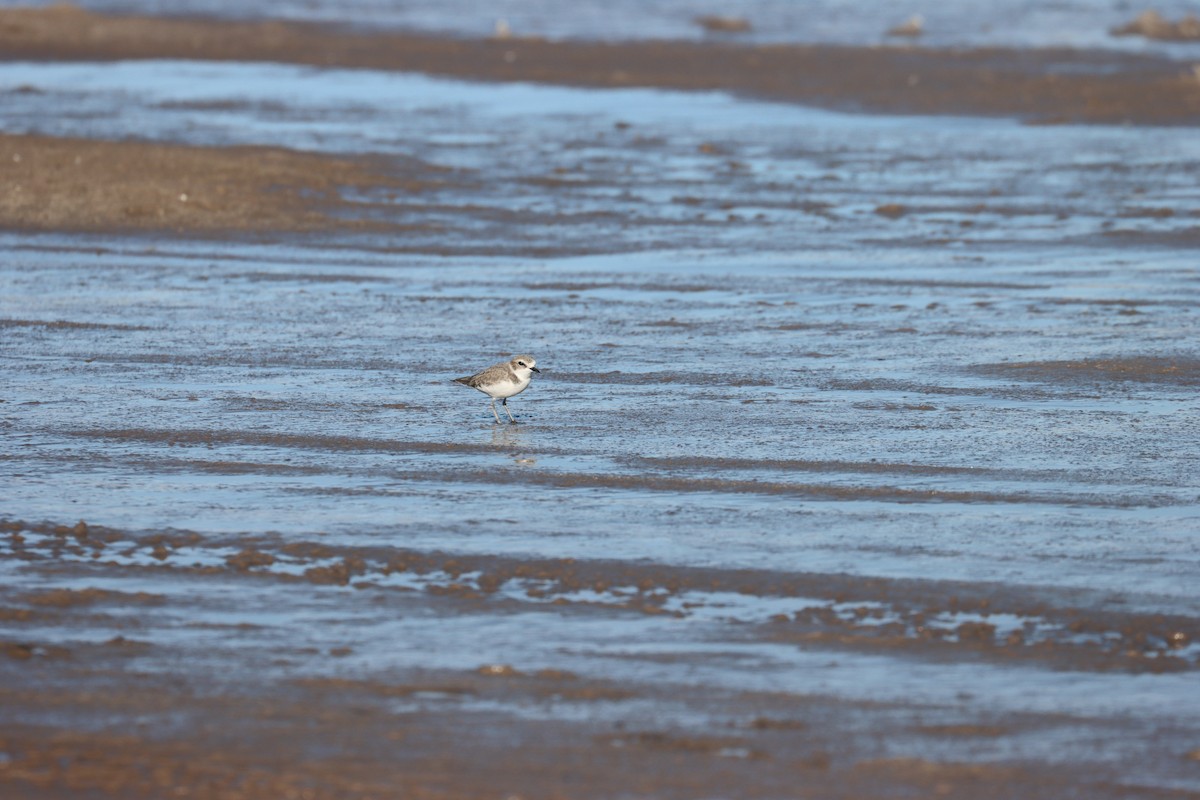 Snowy Plover - ML627528879