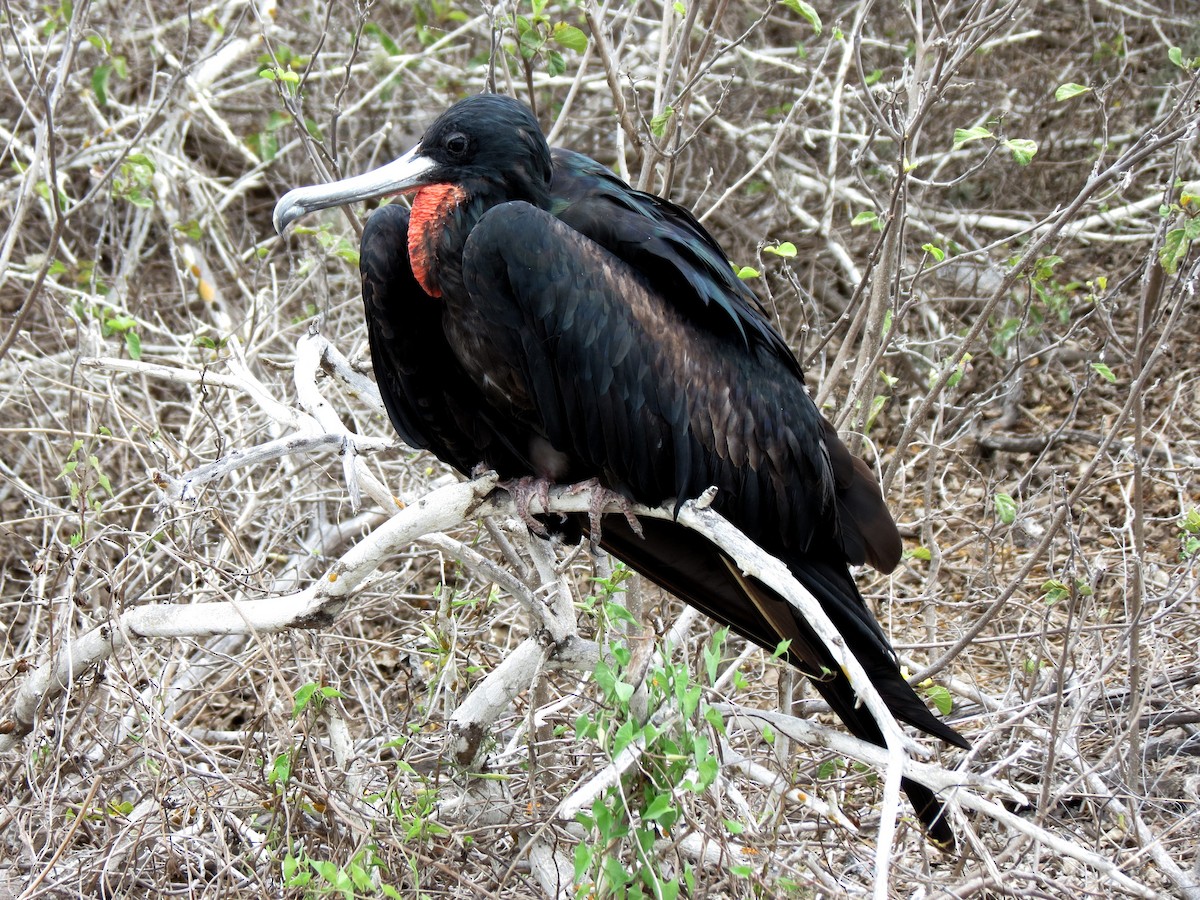 Magnificent Frigatebird - ML627528917