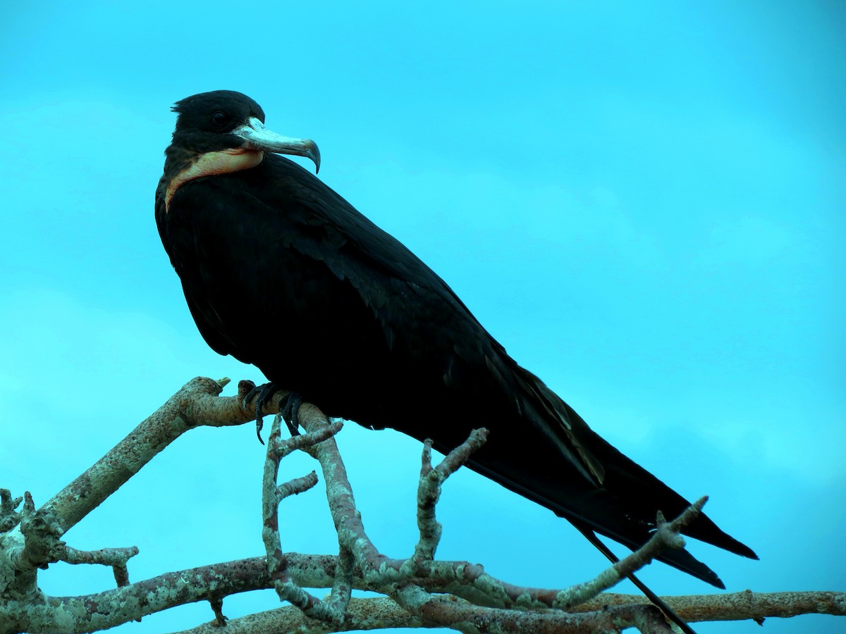 Magnificent Frigatebird - ML627528927