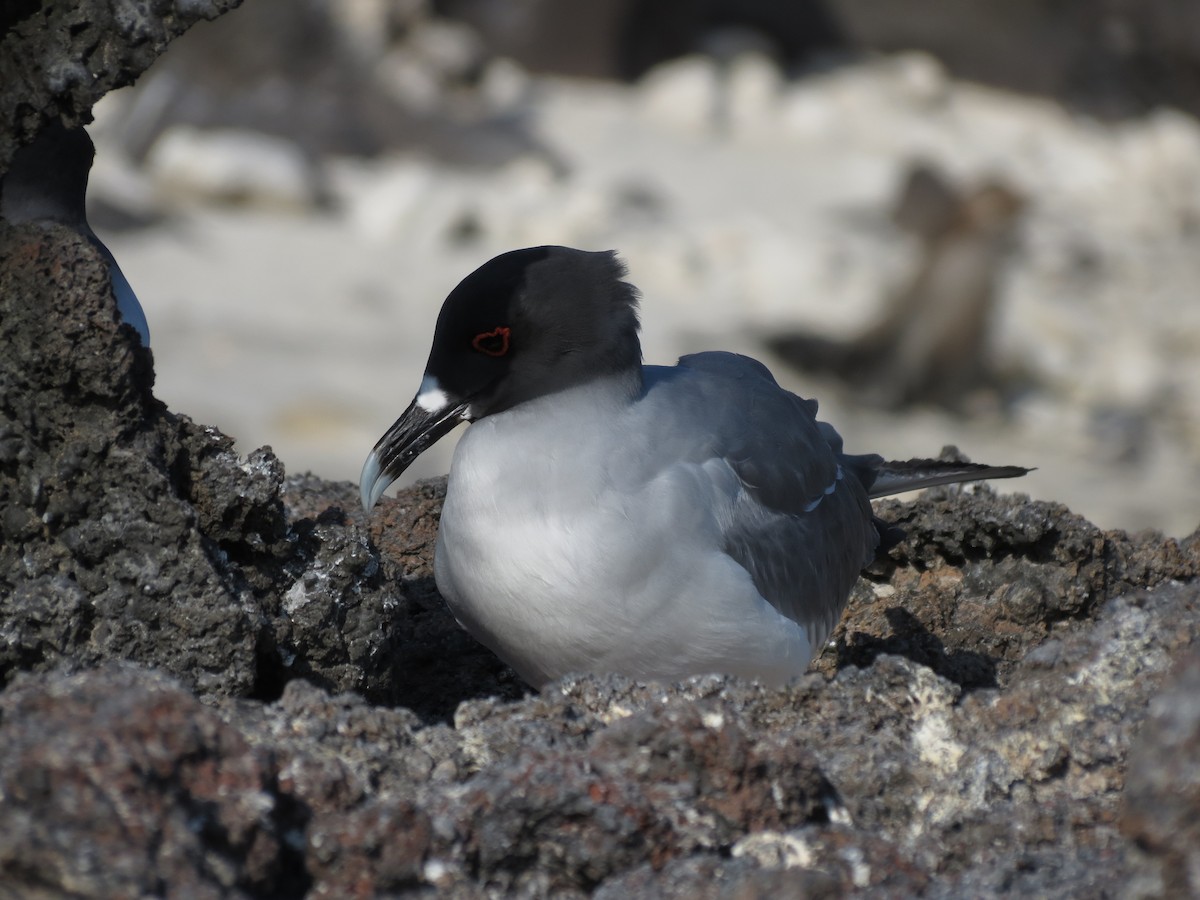 Swallow-tailed Gull - ML627528960