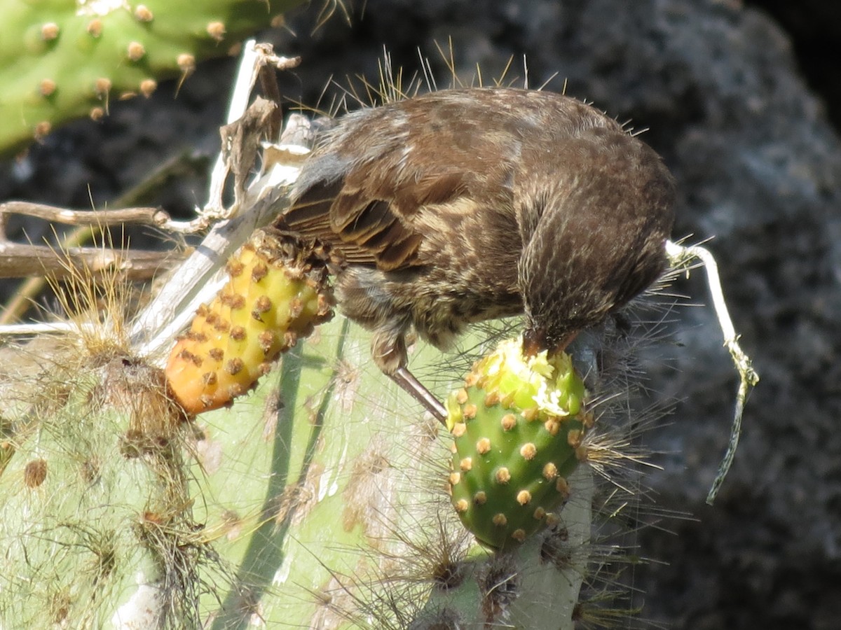 Genovesa Cactus-Finch - ML627528975