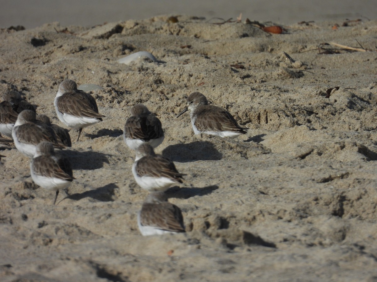 Western Sandpiper - ML627529010
