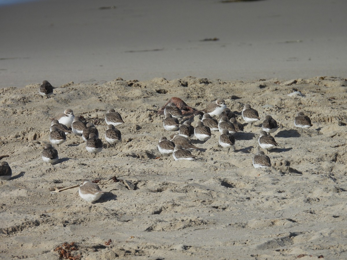 Western Sandpiper - ML627529011