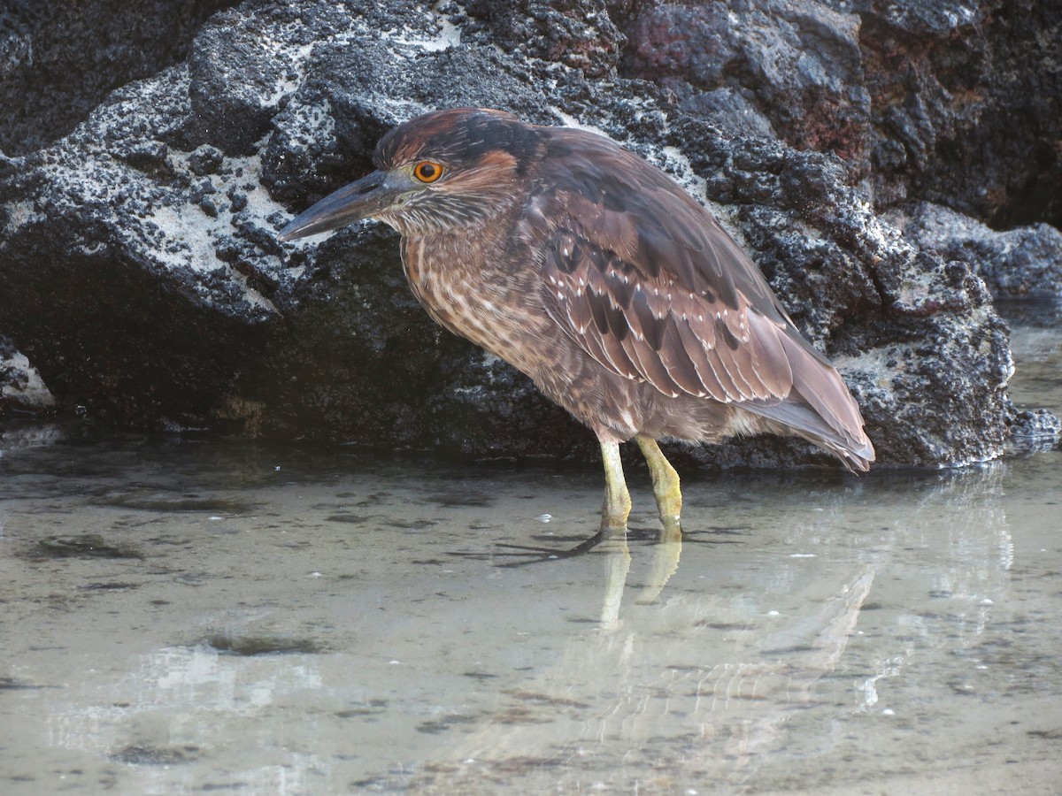 Striated Heron - ML627529015