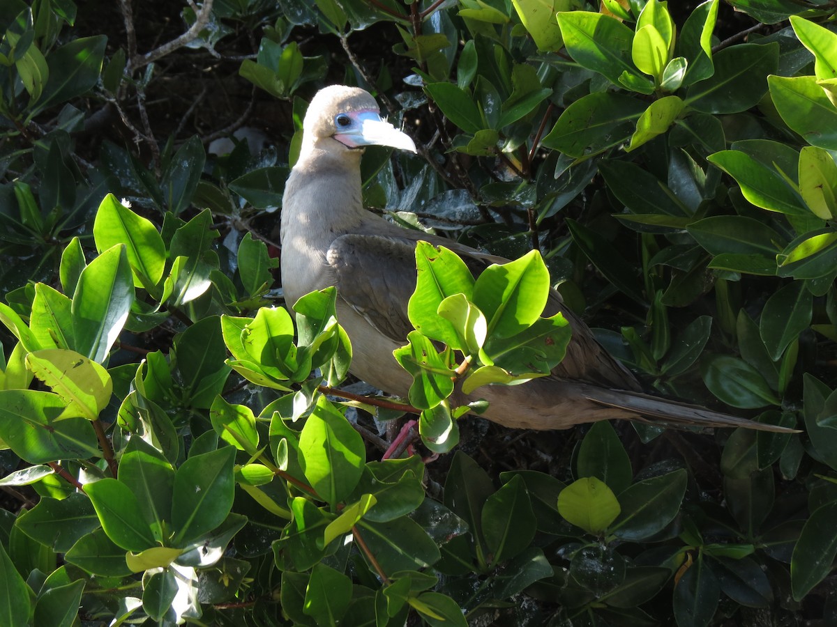 Red-footed Booby - ML627529030