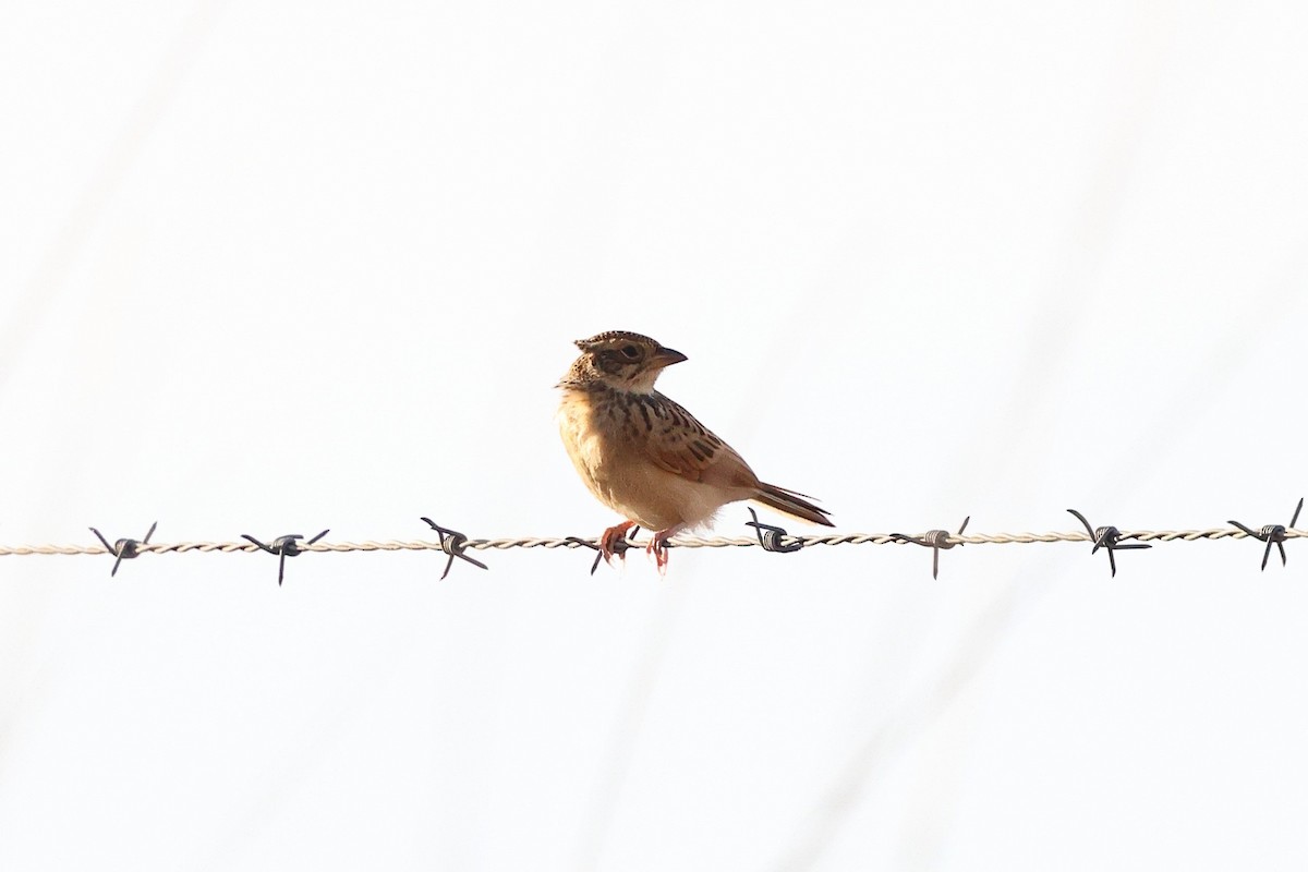 Singing Bushlark (Australasian) - ML627529060