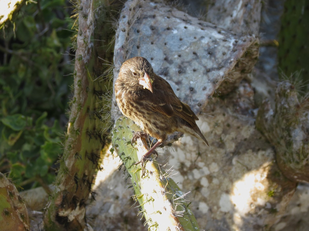 Genovesa Cactus-Finch - ML627529068