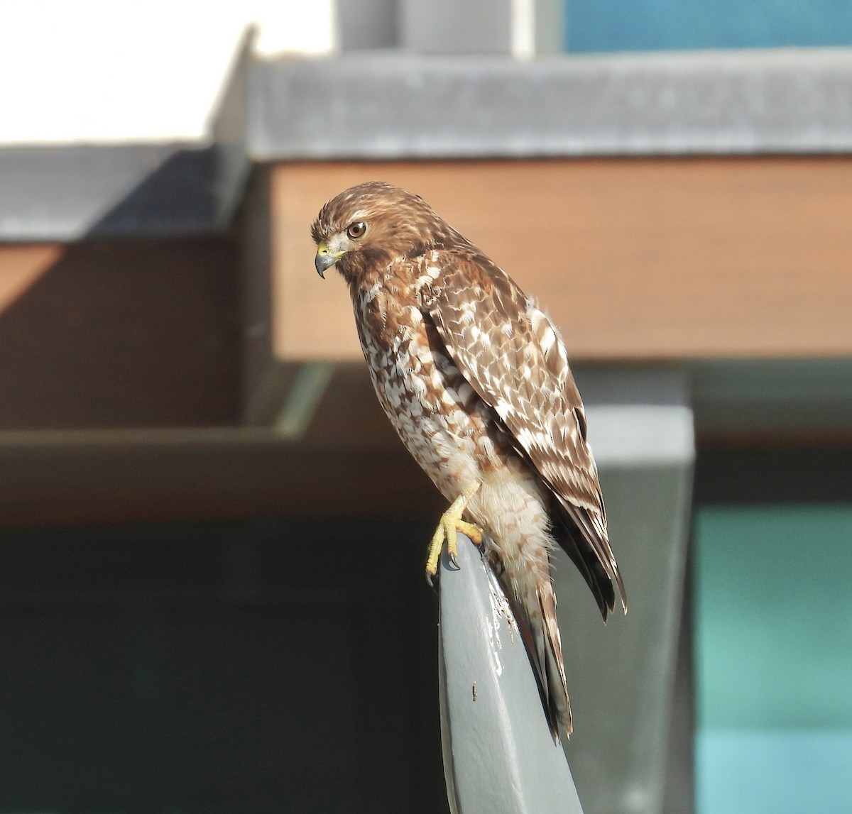 Red-shouldered Hawk - ML627529099