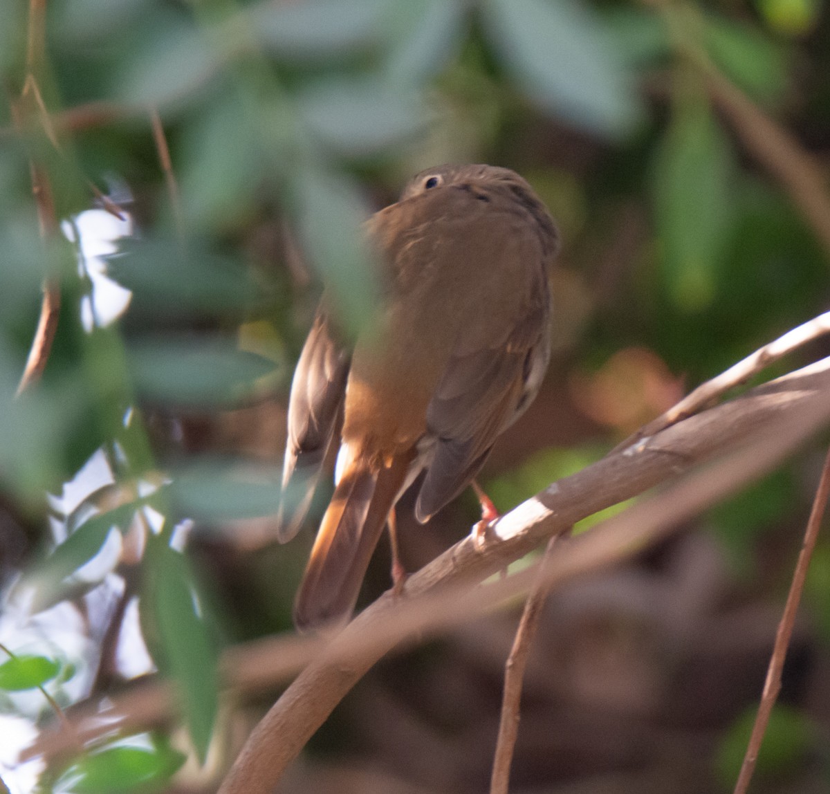 Hermit Thrush - ML627529135
