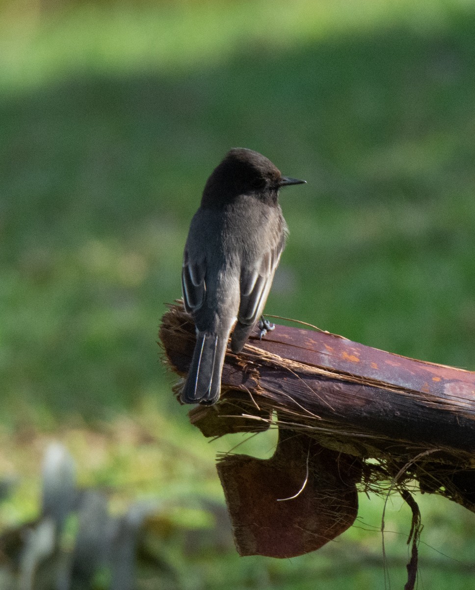 Black Phoebe - ML627529154