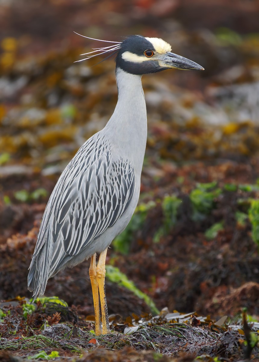 Yellow-crowned Night Heron - ML627529164