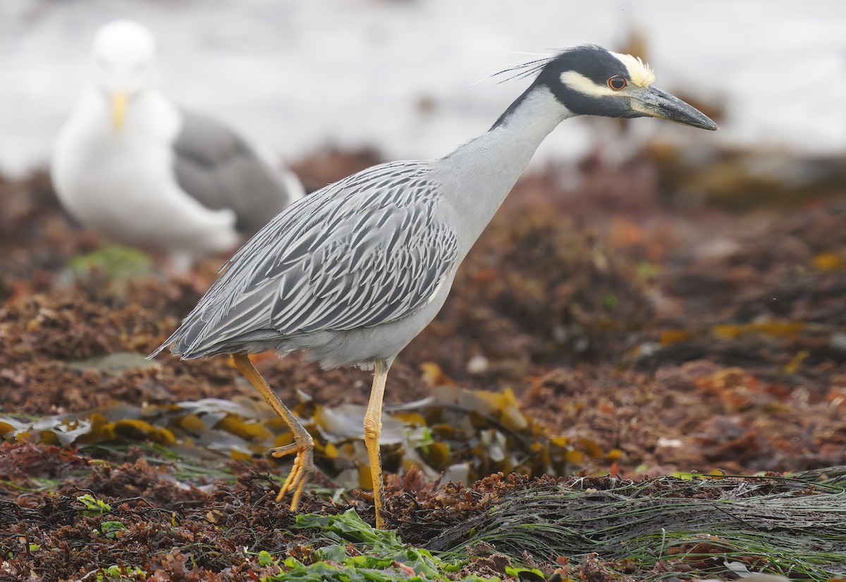 Yellow-crowned Night Heron - ML627529166