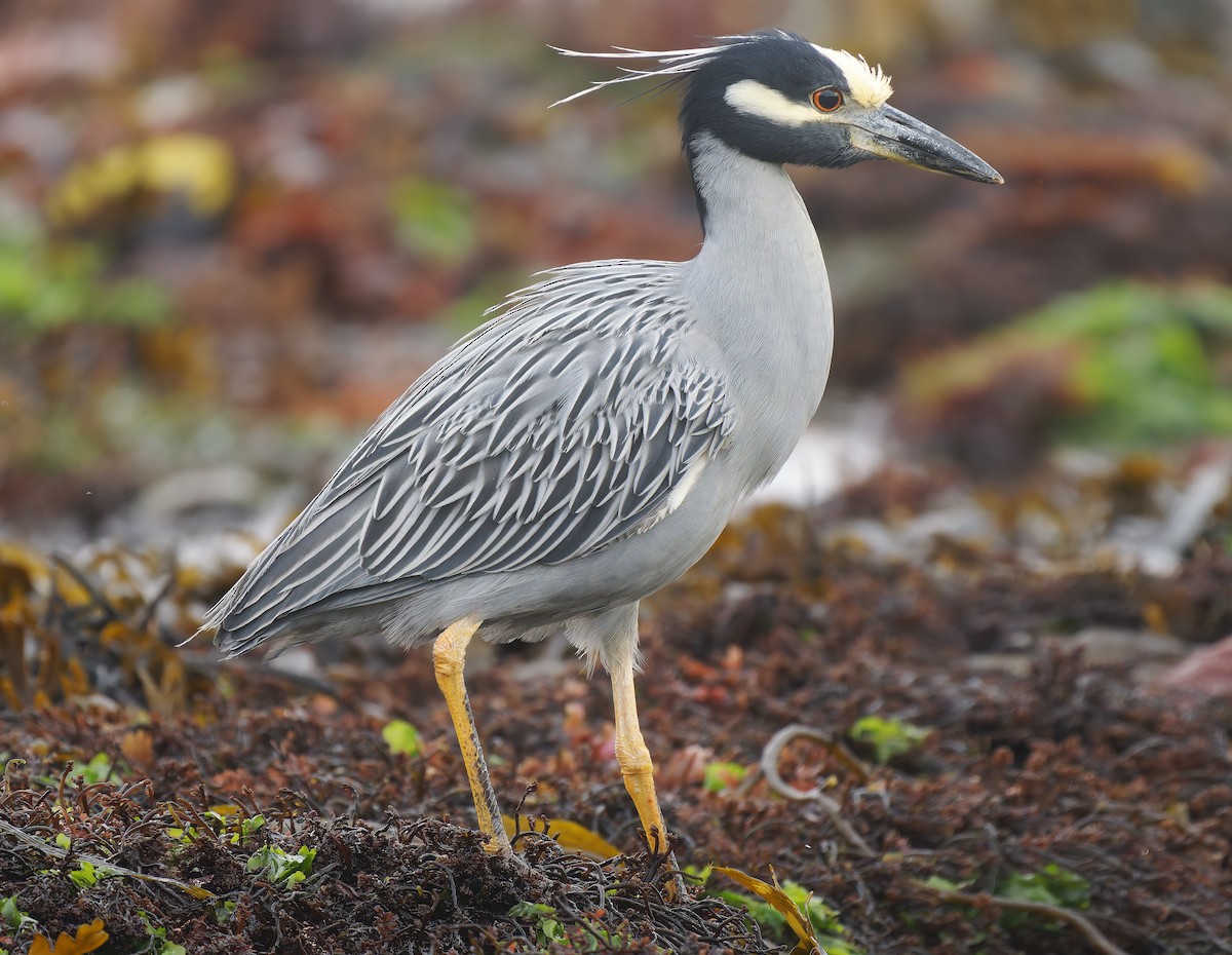 Yellow-crowned Night Heron - ML627529169