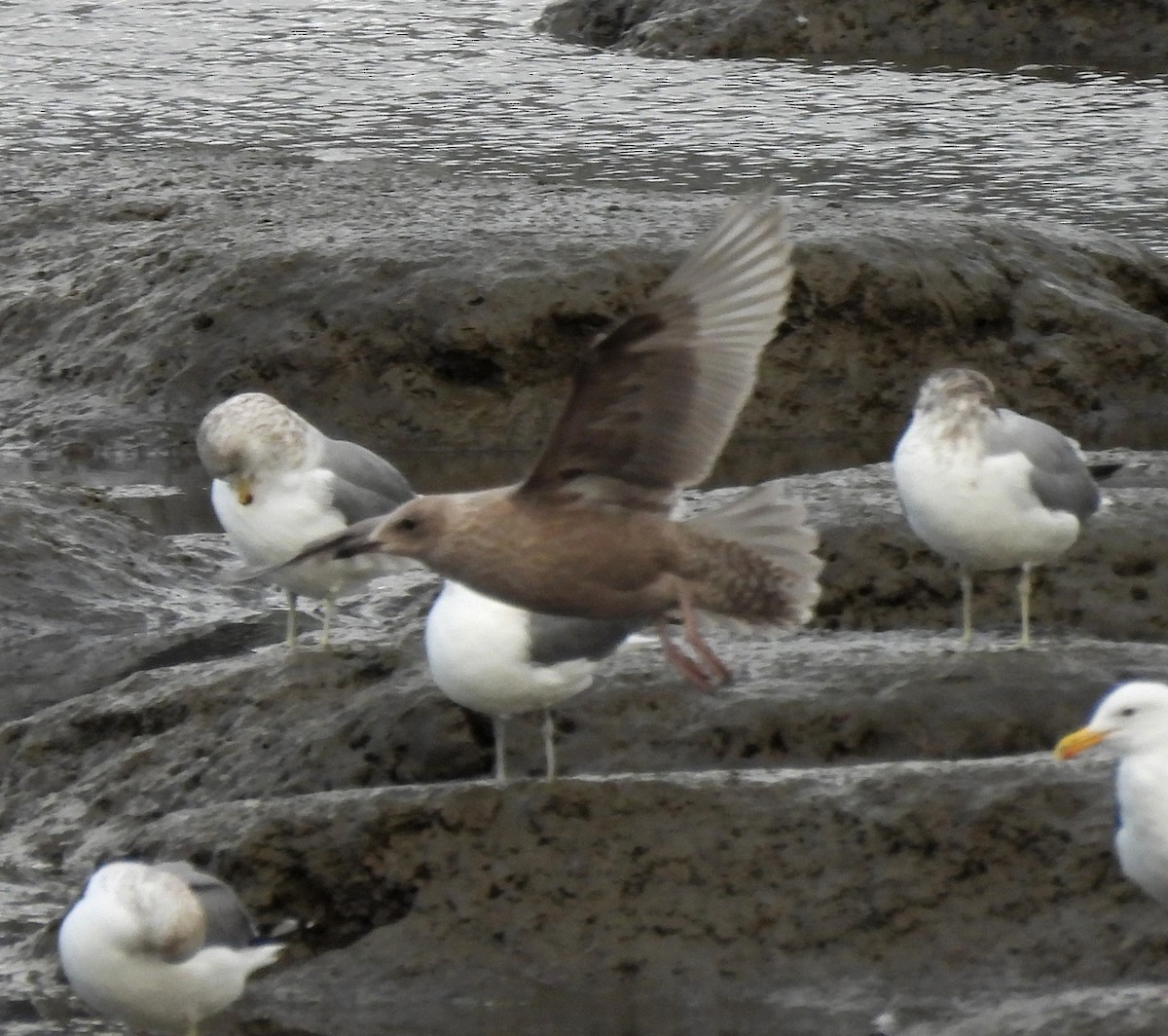 Iceland Gull (Thayer's) - ML627529193