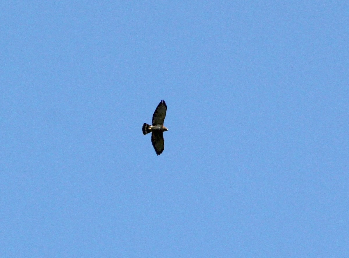 Broad-winged Hawk - ML627529195