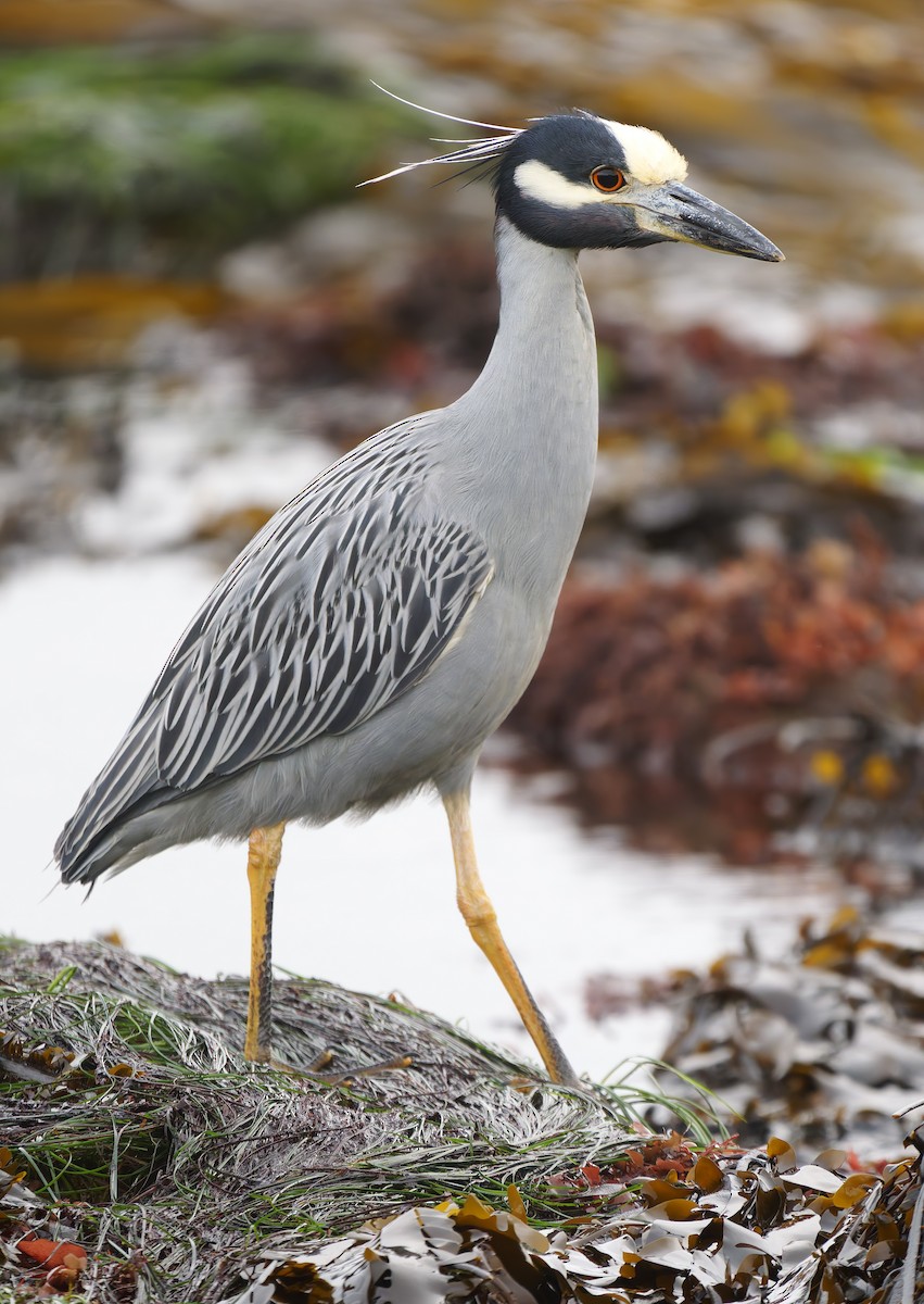 Yellow-crowned Night Heron - ML627529204