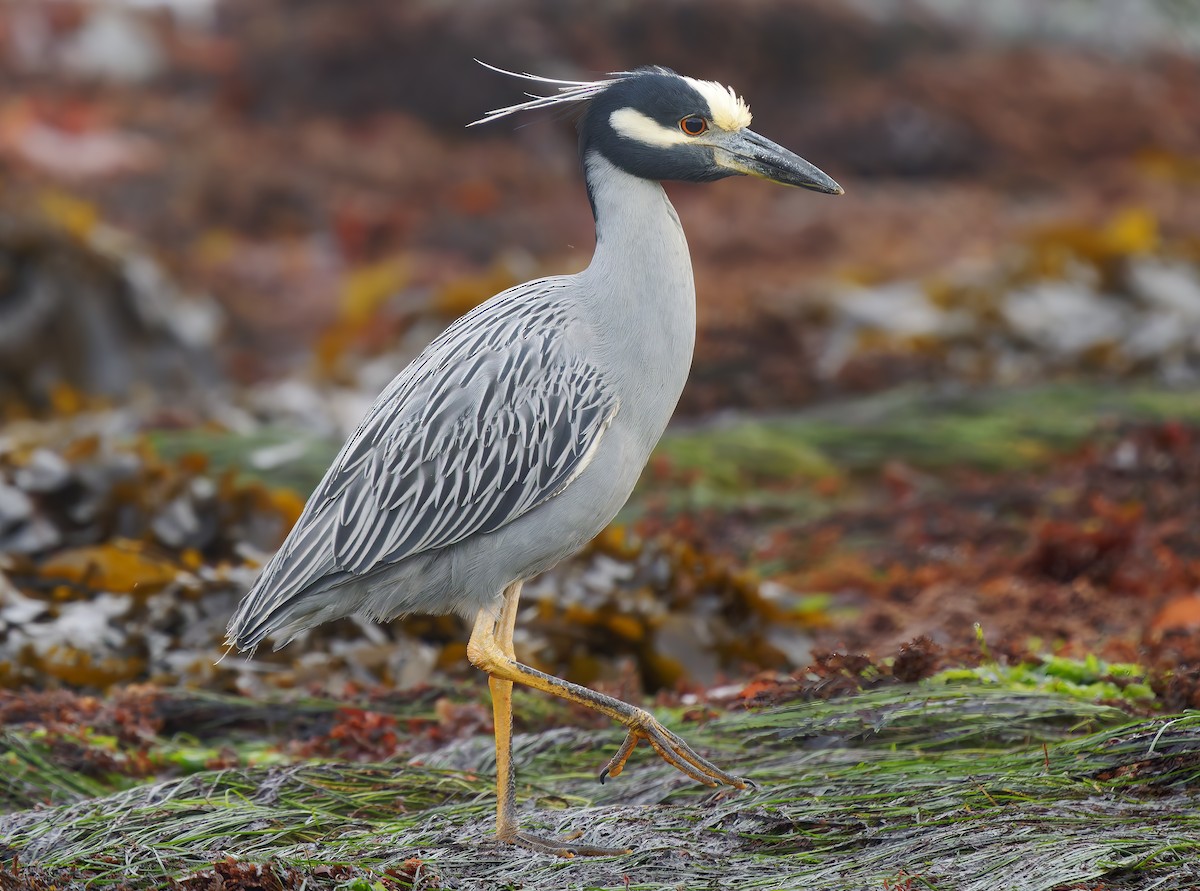 Yellow-crowned Night Heron - ML627529218