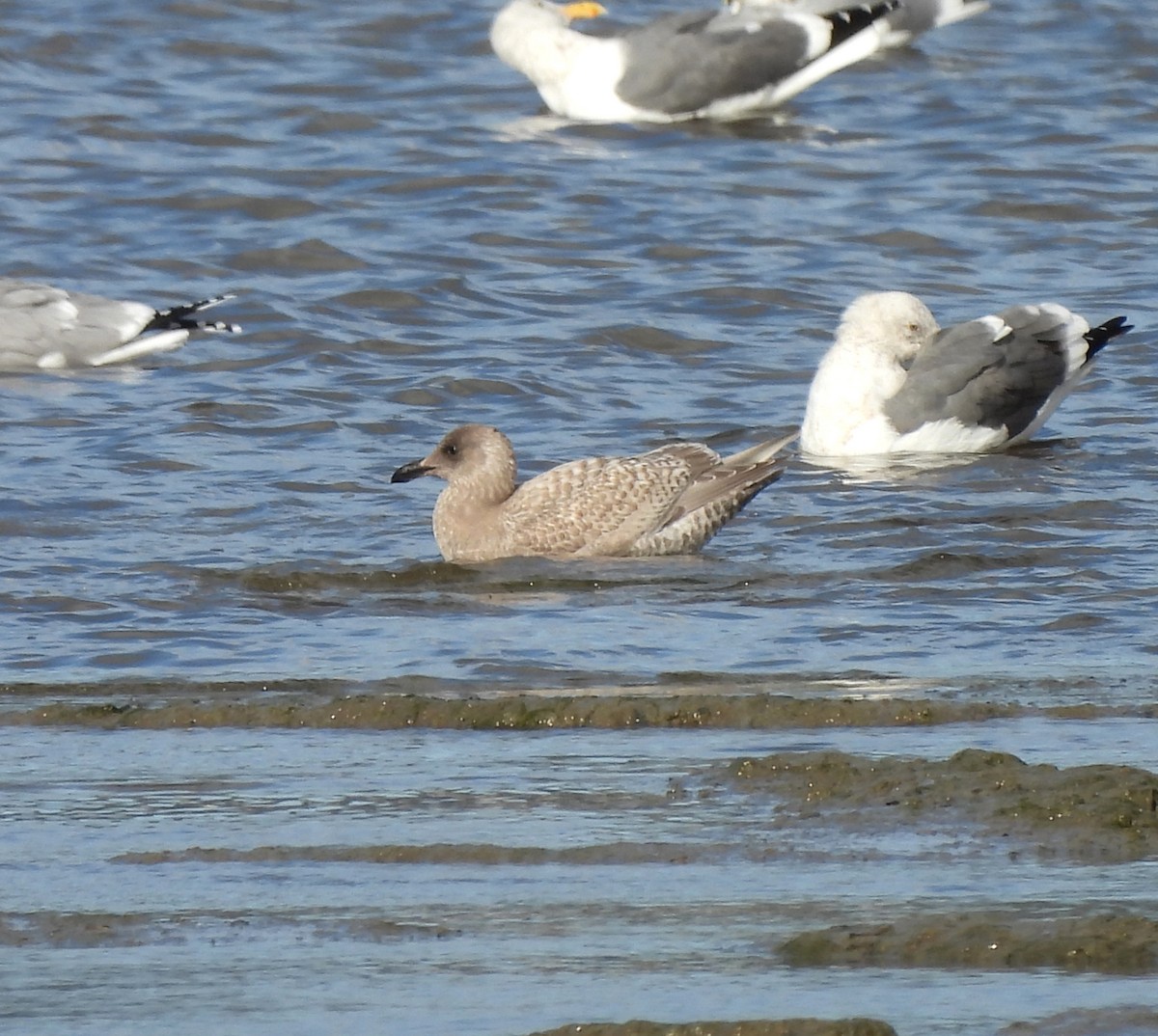 American Herring x Glaucous-winged Gull (hybrid) - ML627529234