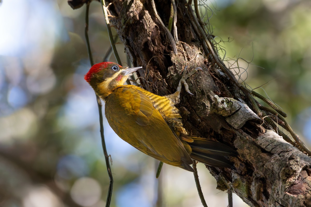 Golden-green Woodpecker - ML627529237