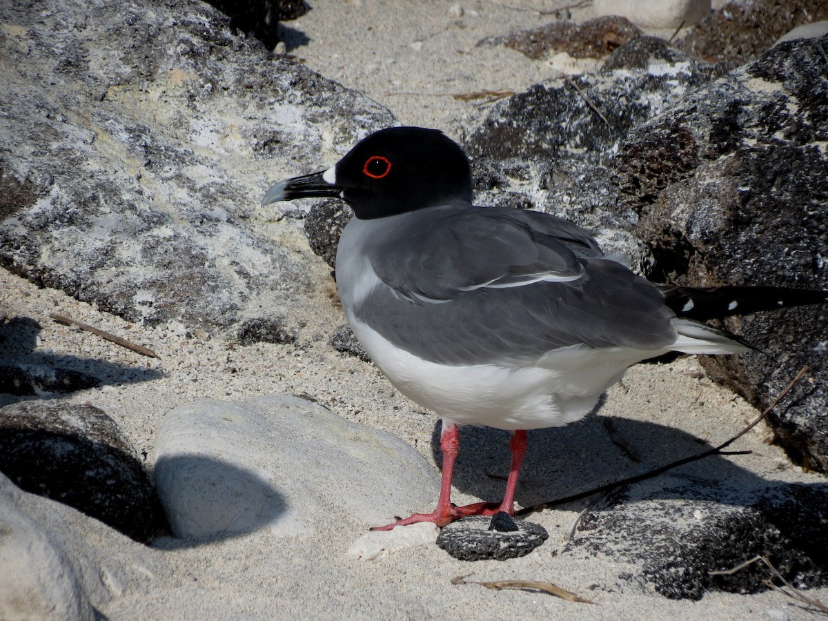 Swallow-tailed Gull - ML627529304