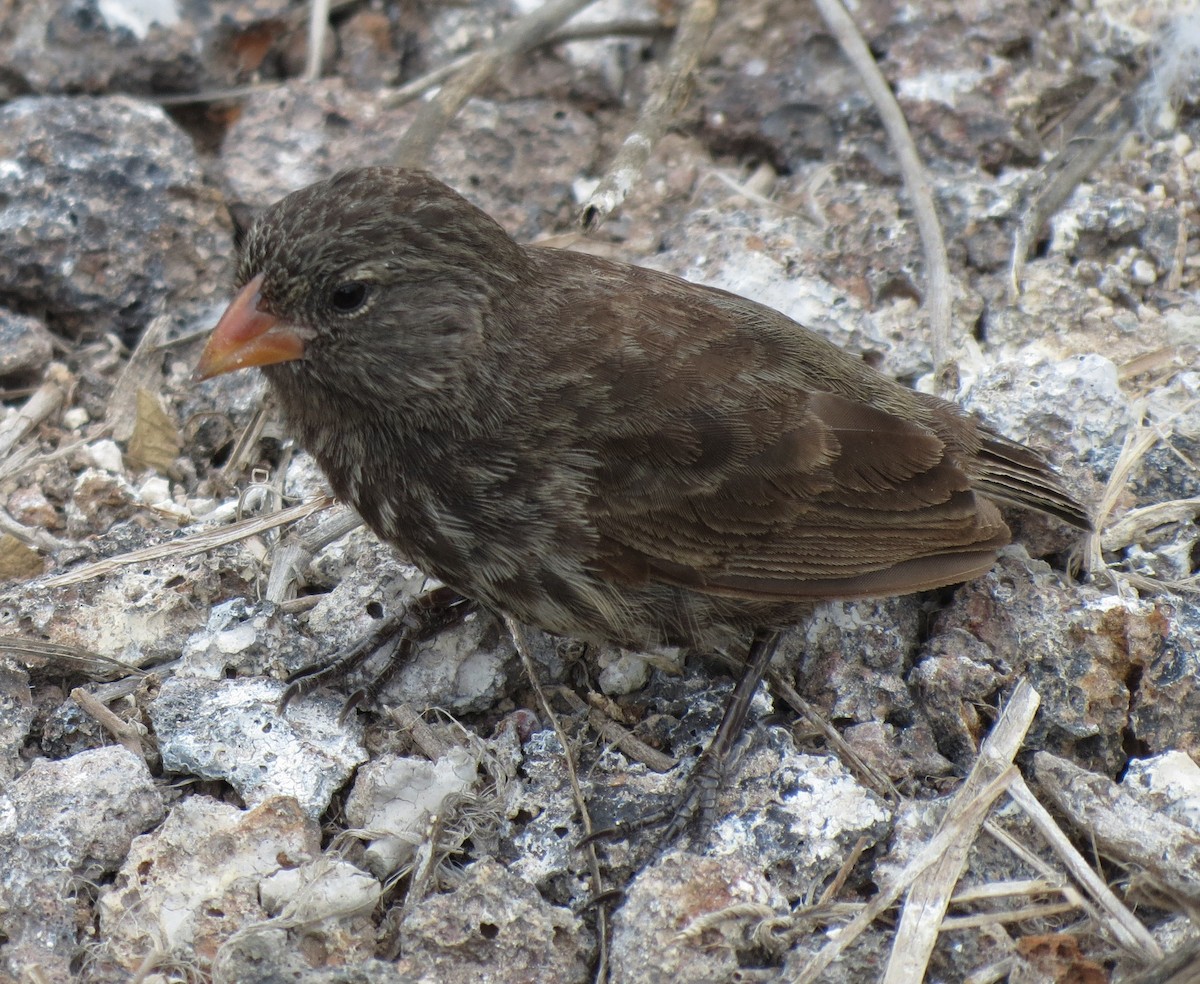 Genovesa Ground-Finch - ML627529316