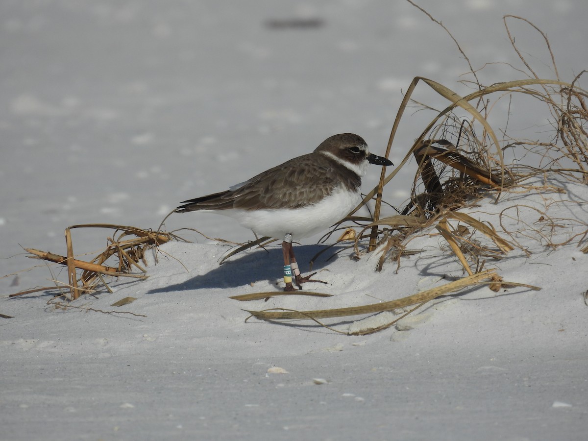 Wilson's Plover - ML627529319