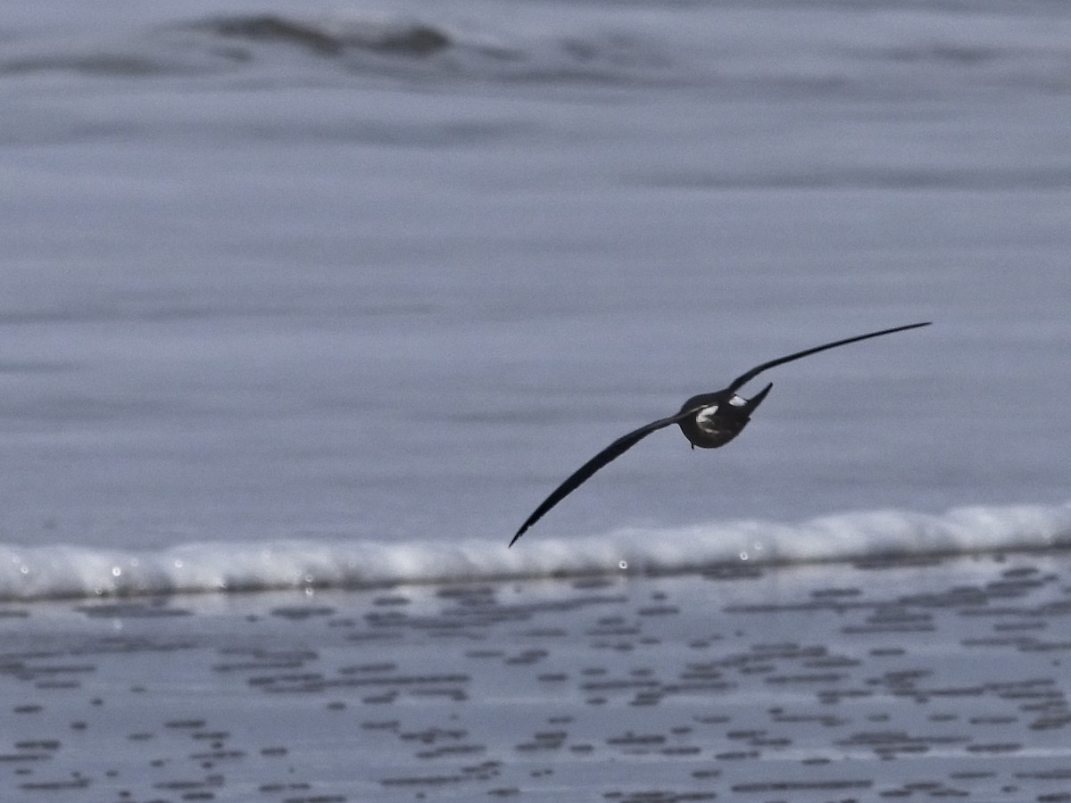 Leach's Storm-Petrel - ML627529320