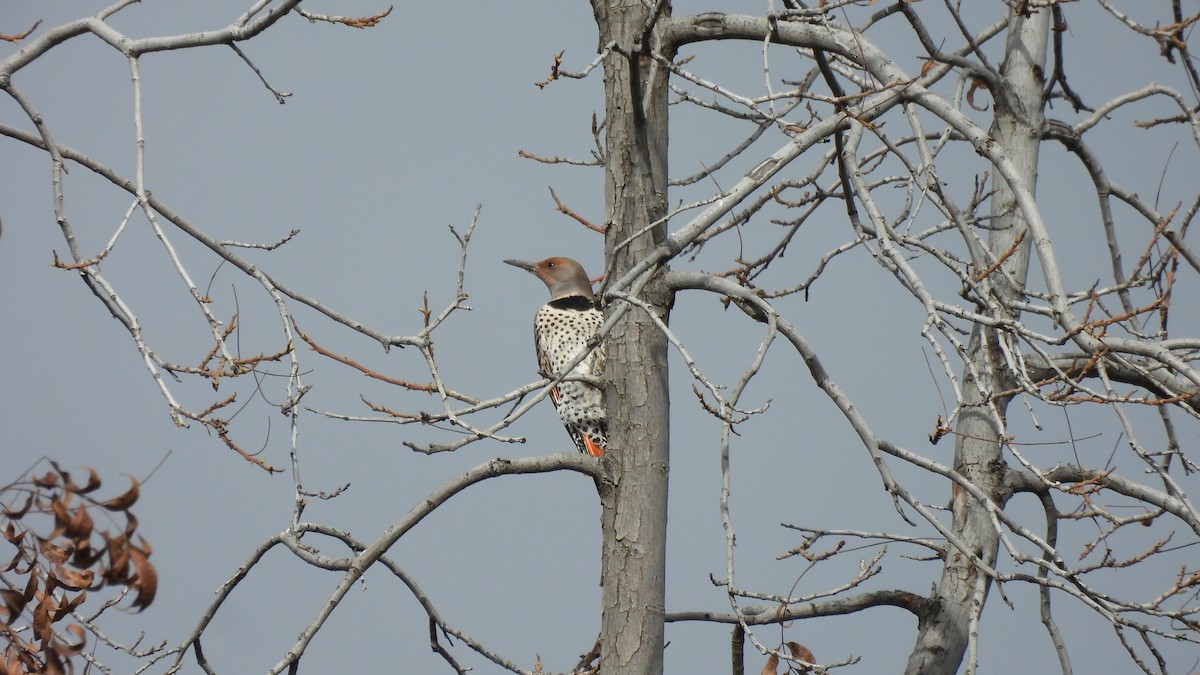 Northern Flicker - ML627529333