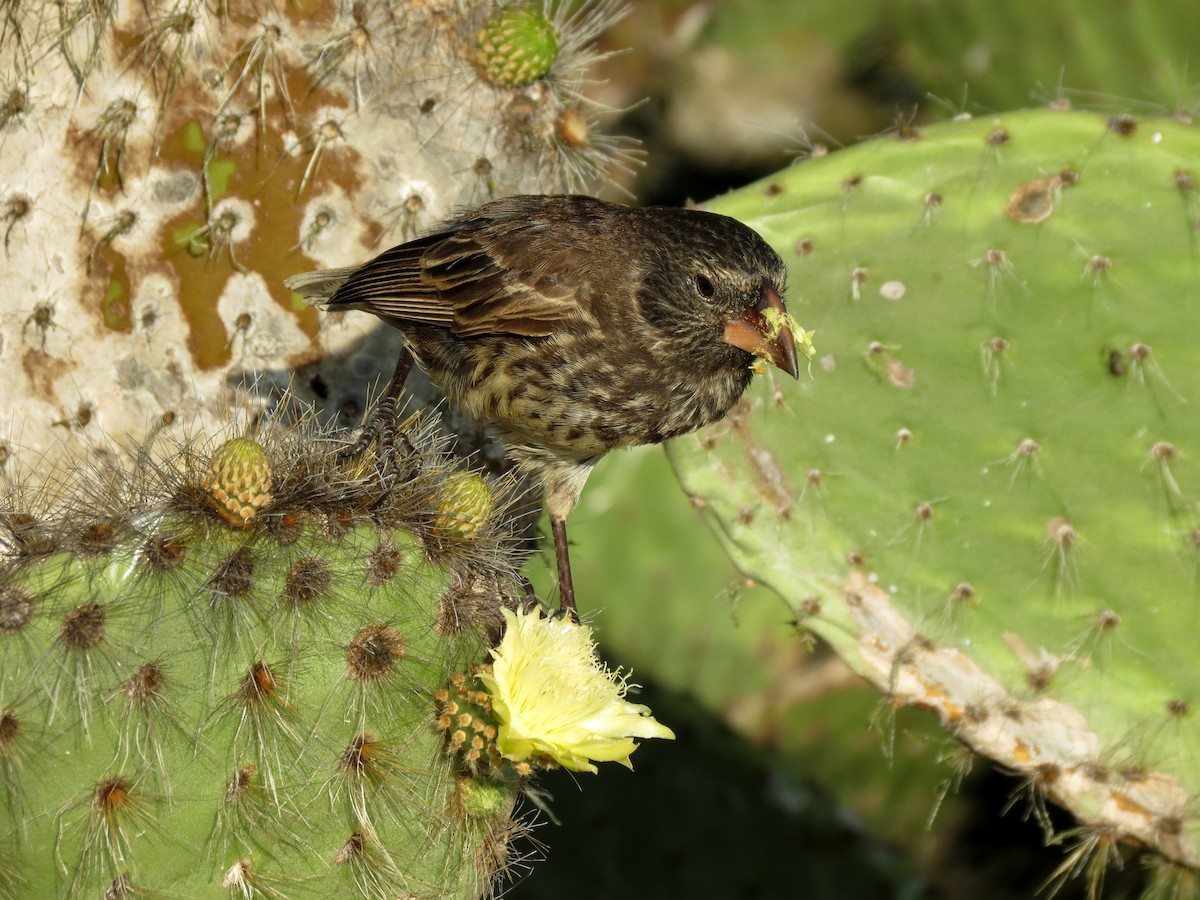 Genovesa Cactus-Finch - ML627529347