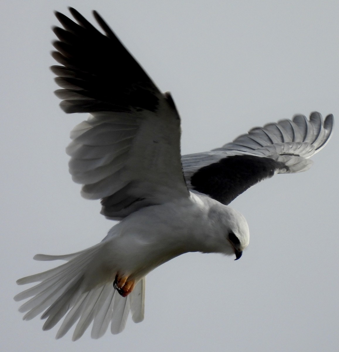 White-tailed Kite - ML627529356