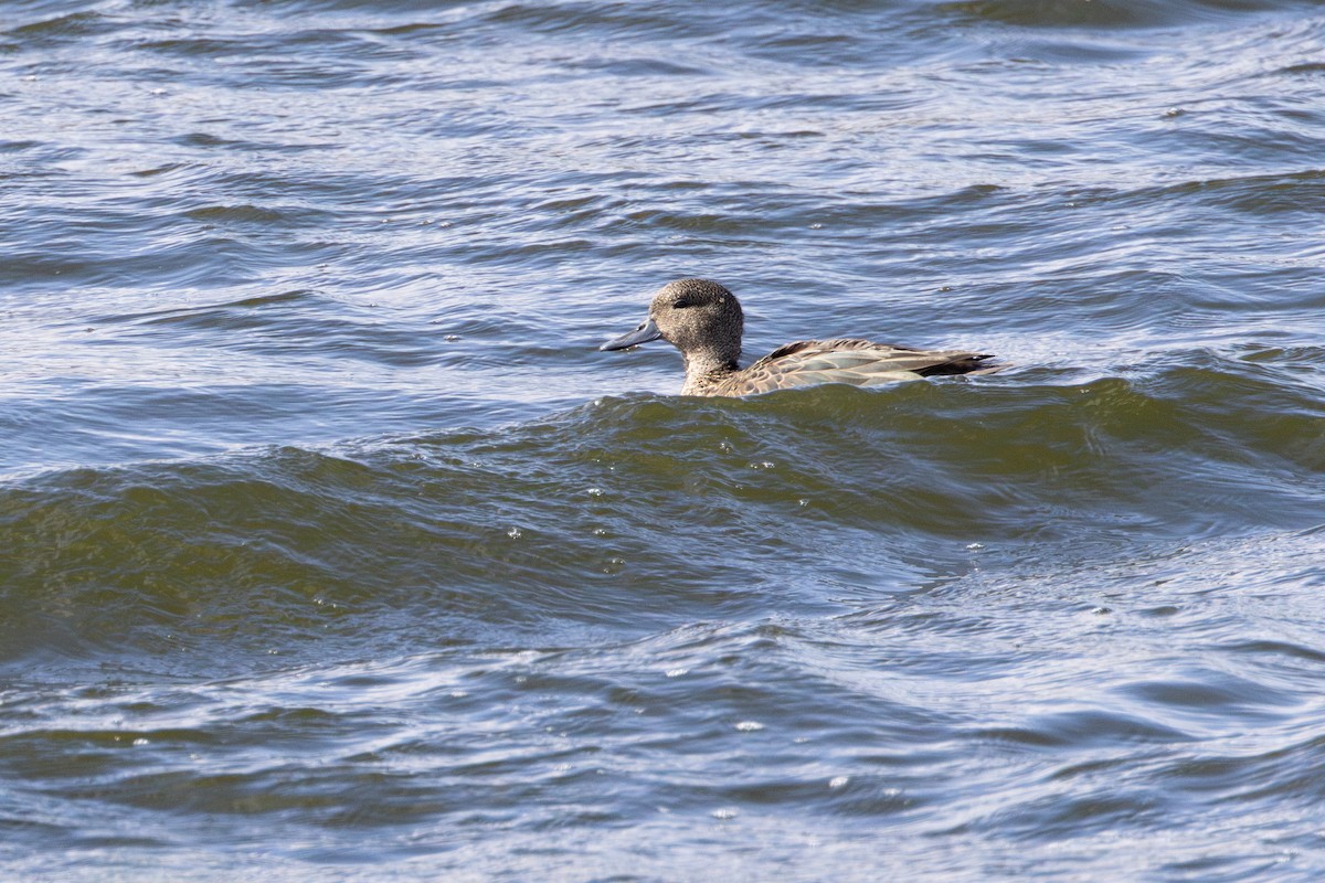 Andean Teal - ML627529357