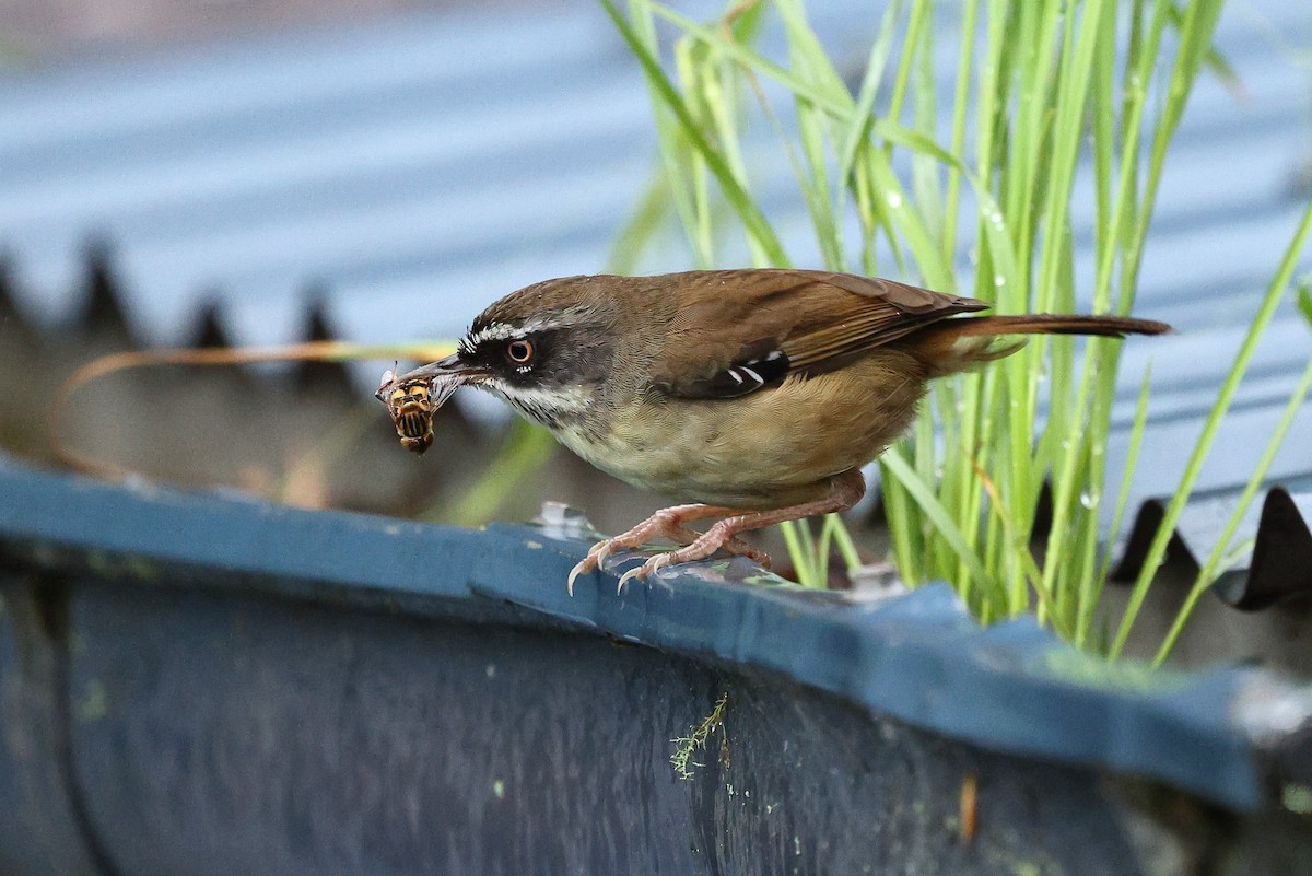 White-browed Scrubwren (Buff-breasted) - ML627529401