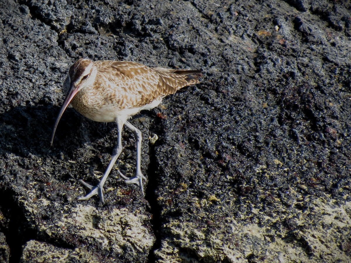 Whimbrel - ML627529410