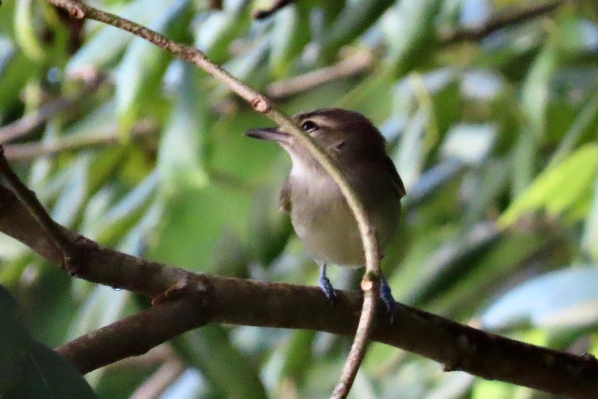 Yucatan Vireo - ML627529480