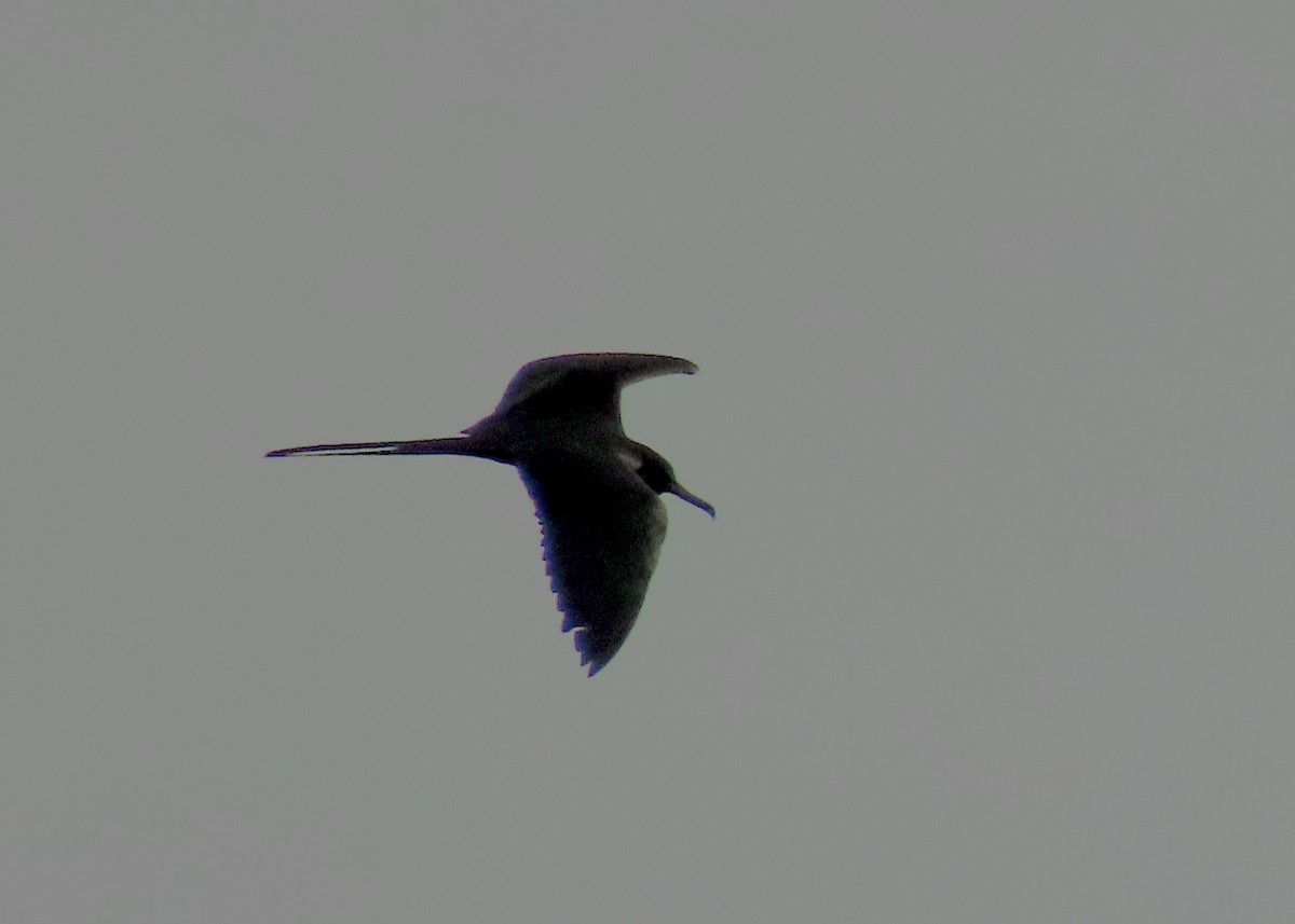 Magnificent Frigatebird - ML627529504