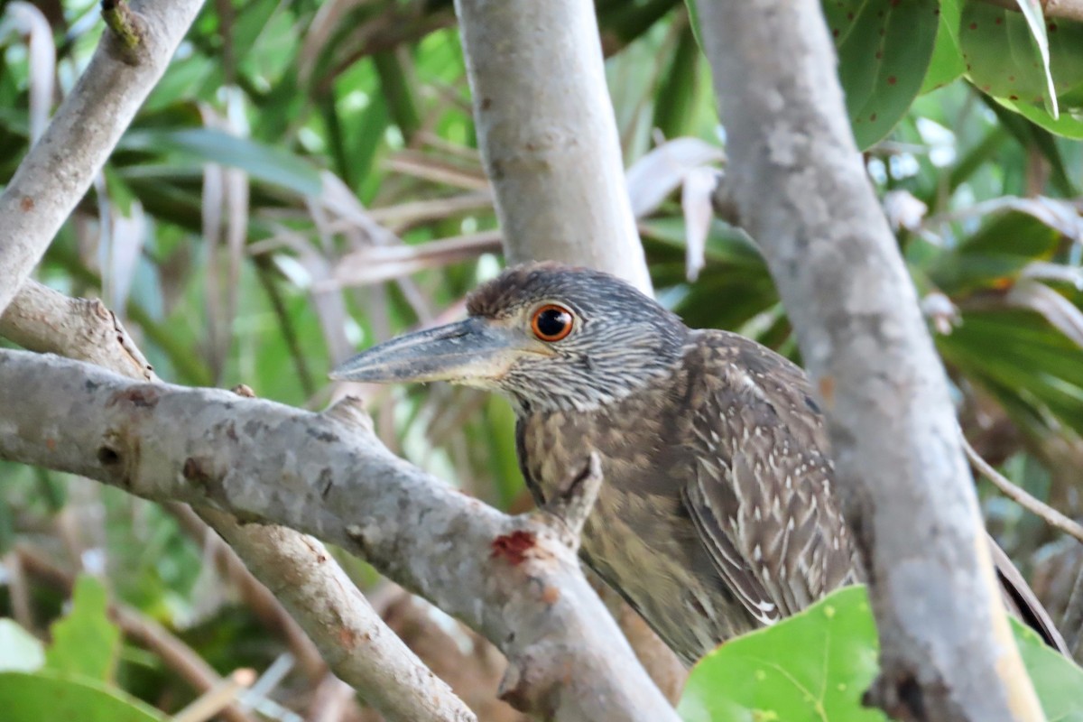 Yellow-crowned Night Heron - ML627529512