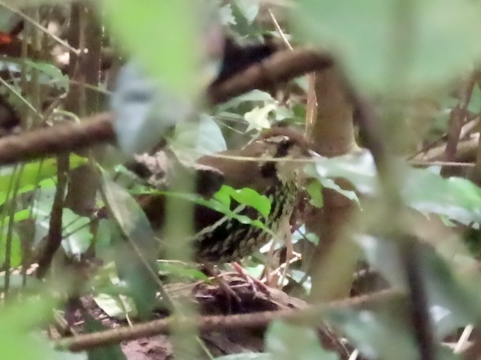 Short-tailed Antthrush - ML627529683