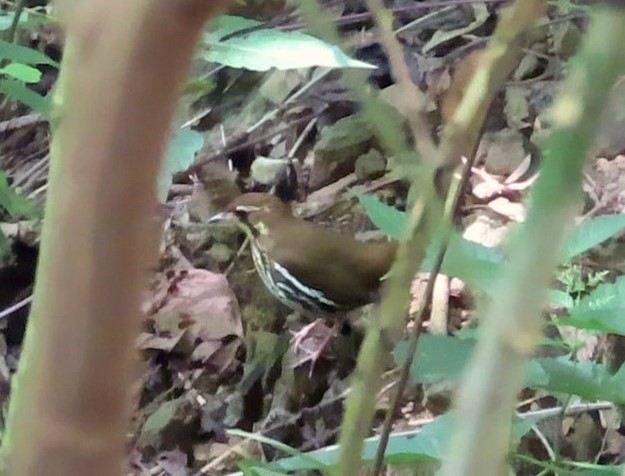 Short-tailed Antthrush - ML627529684