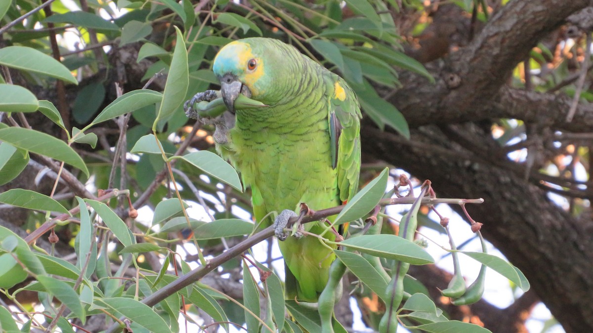 Turquoise-fronted Amazon - ML627530040