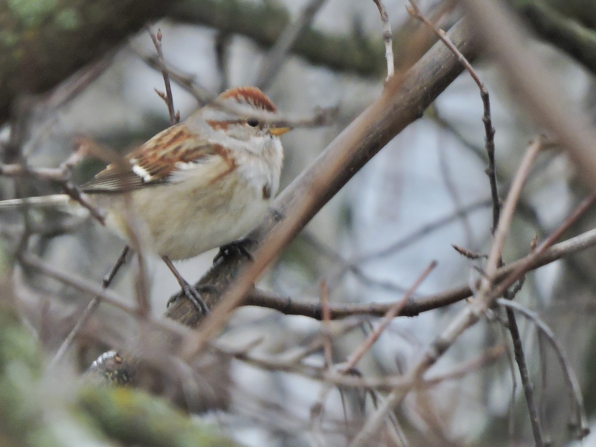 American Tree Sparrow - ML627530176