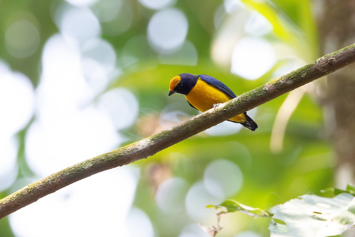 Orange-bellied Euphonia - ML627530180