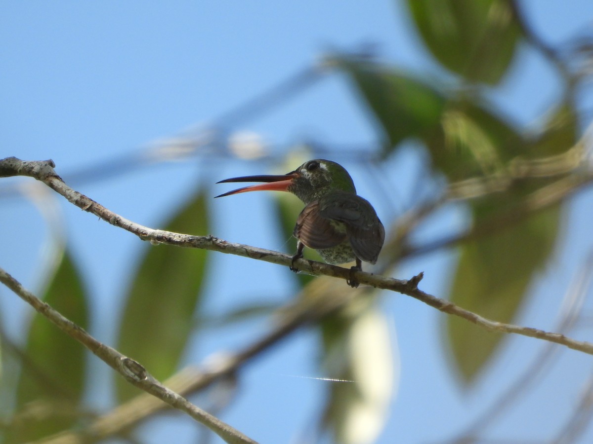 grønnkolibri - ML627530182