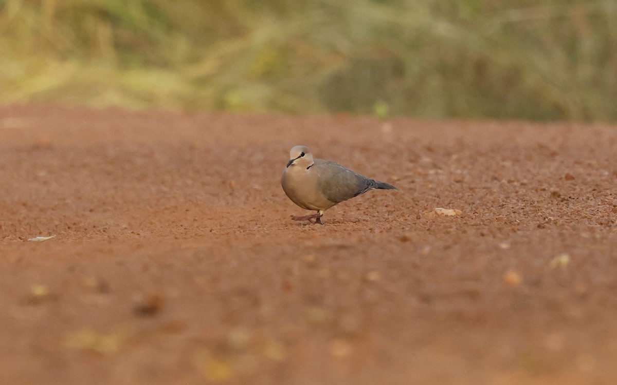 Vinaceous Dove - ML627530264