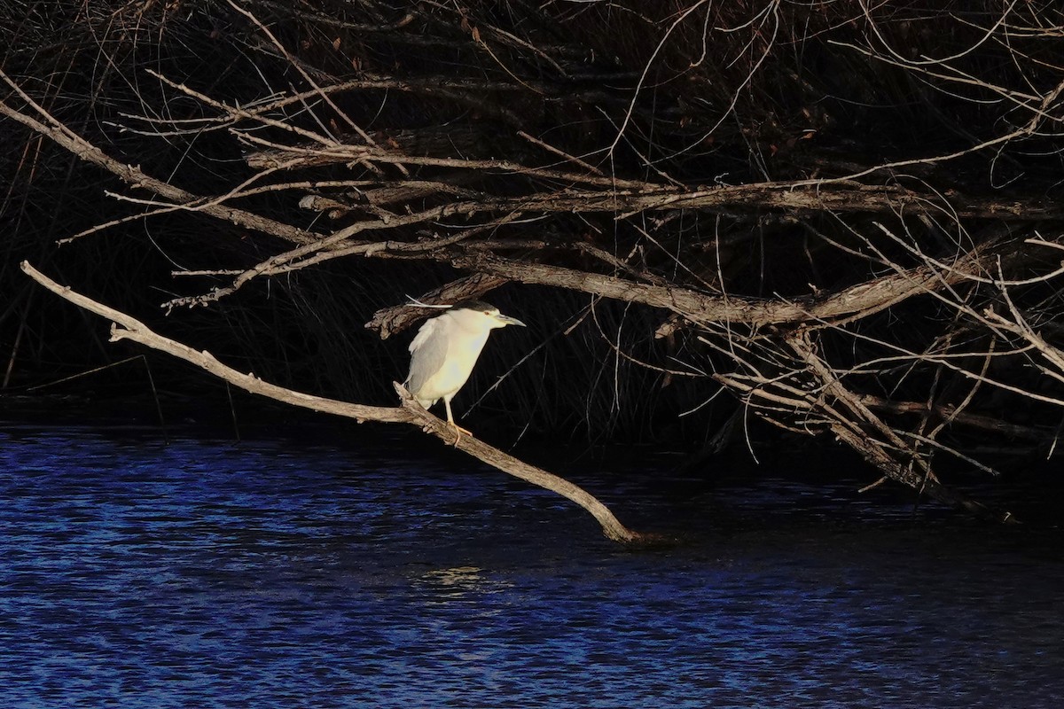 Ногоовор зашин - ML627530290