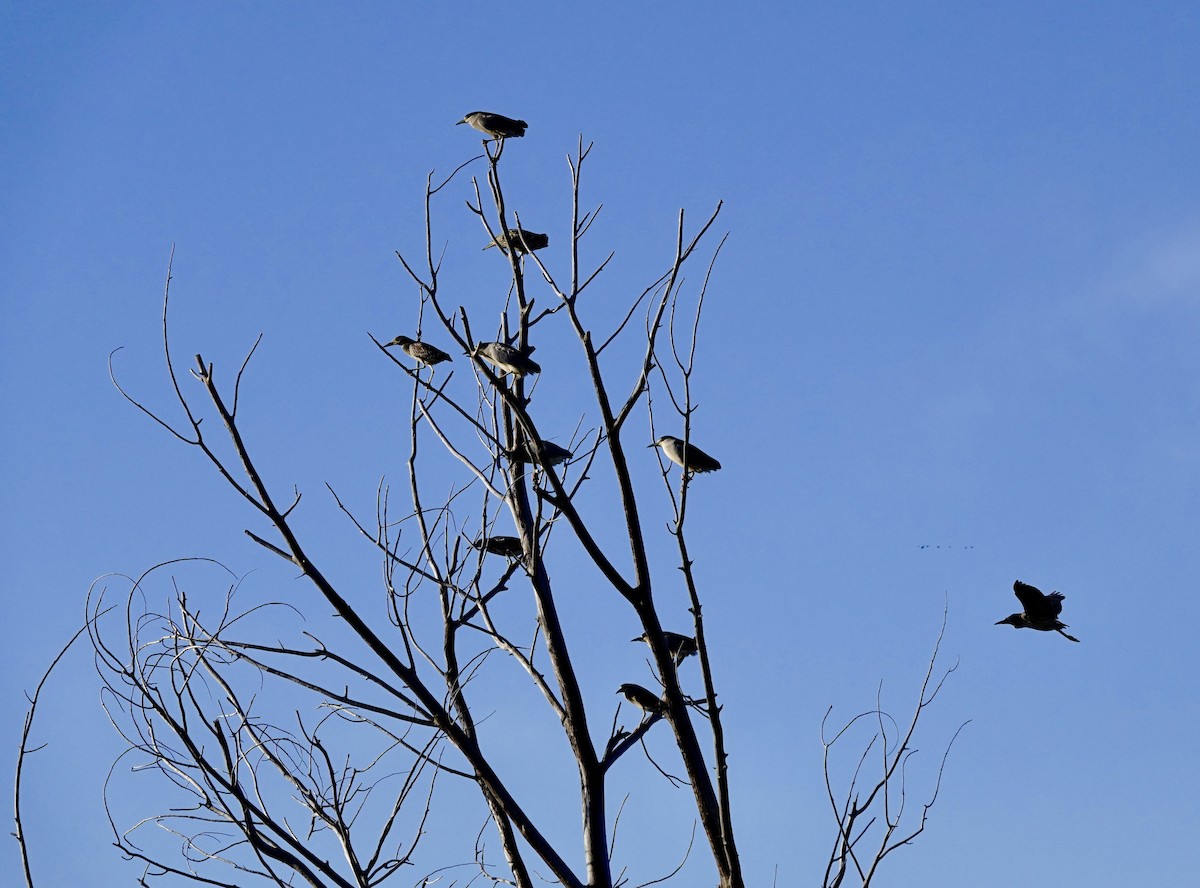 Ногоовор зашин - ML627530308