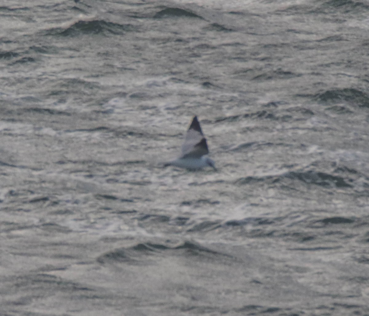 Black-legged Kittiwake - ML627530309