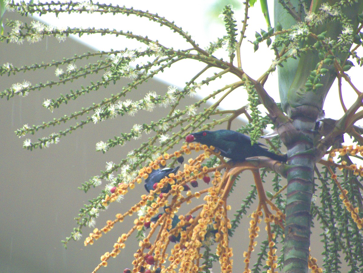 Asian Glossy Starling - ML627530313