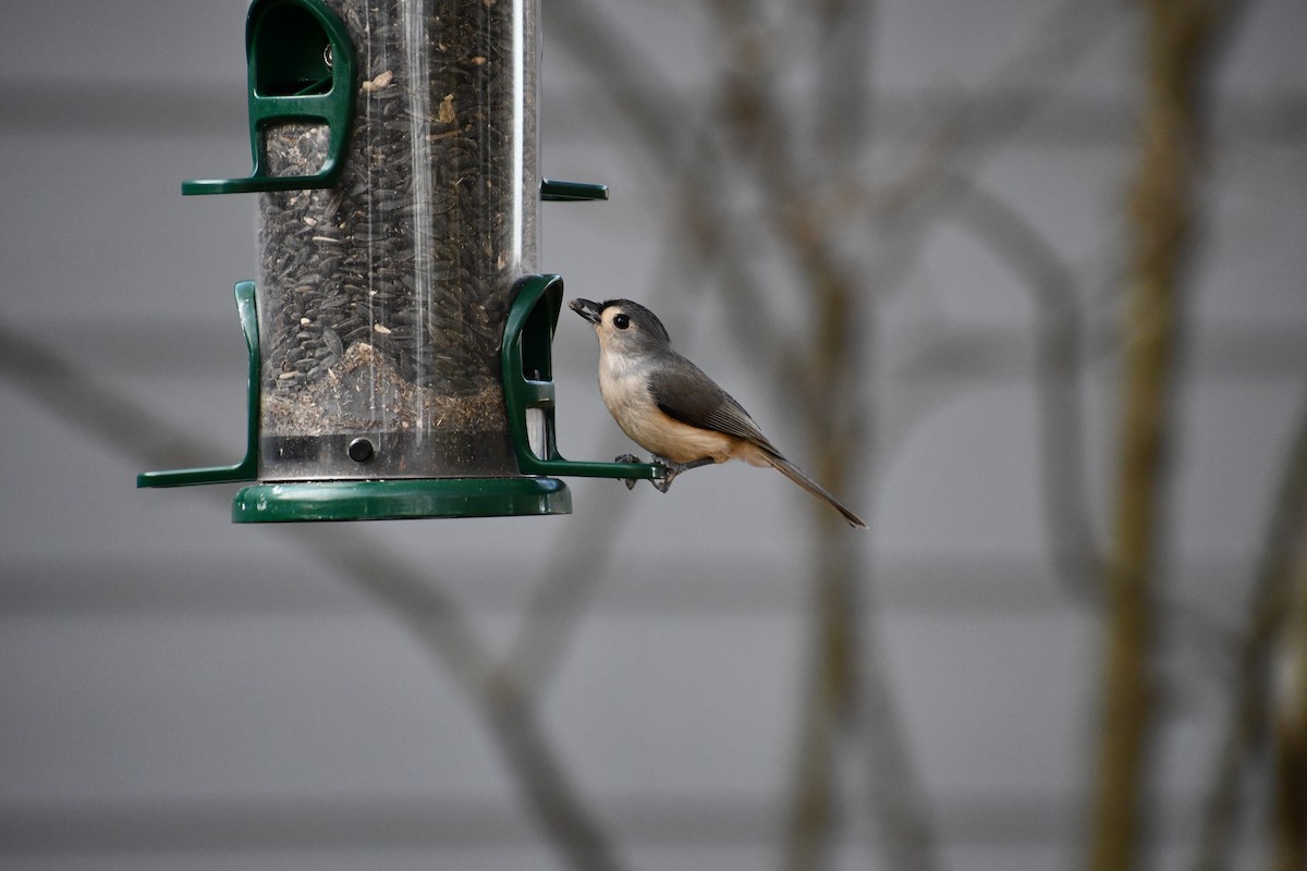 Tufted Titmouse - ML627530568