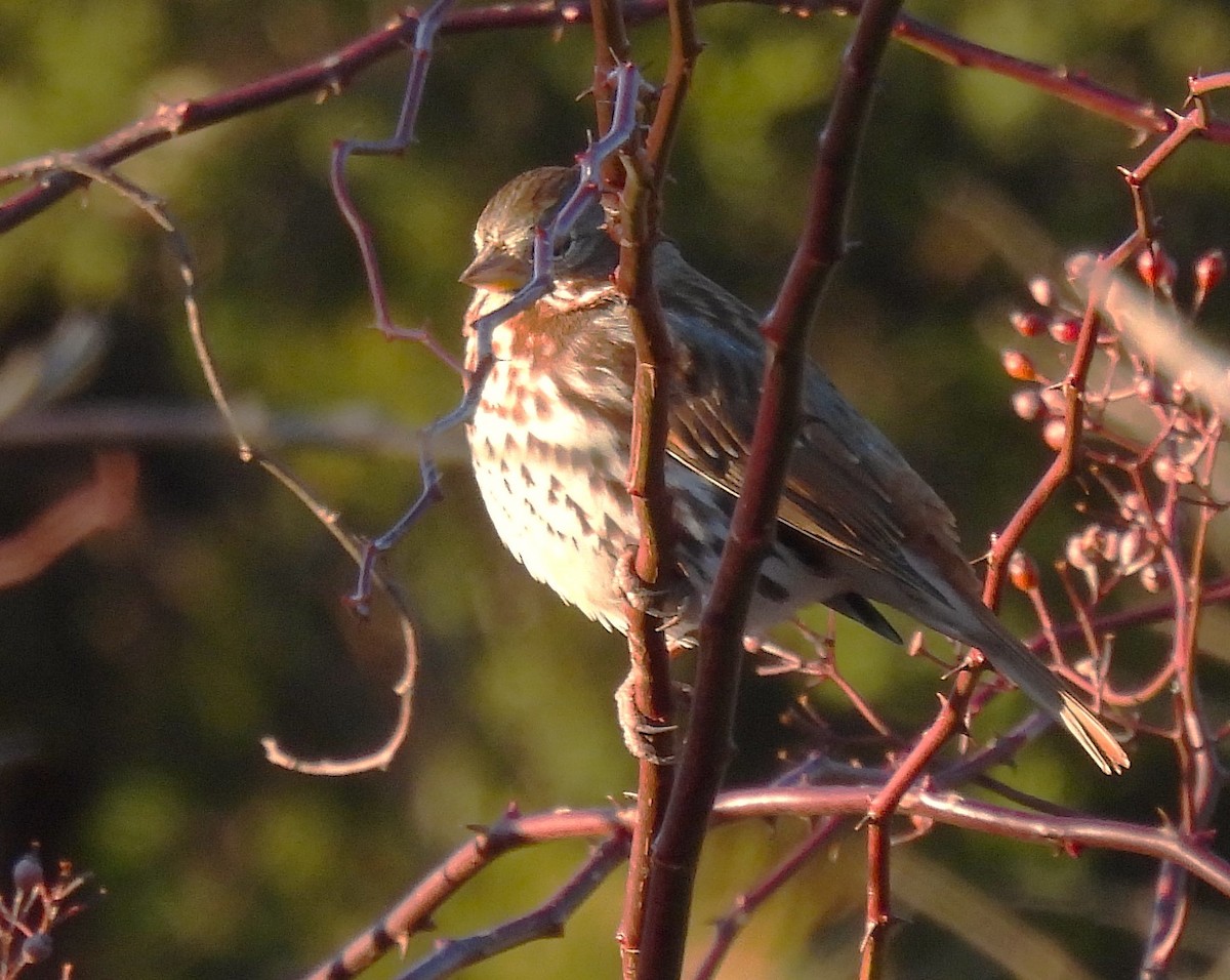Fox Sparrow - ML627530612