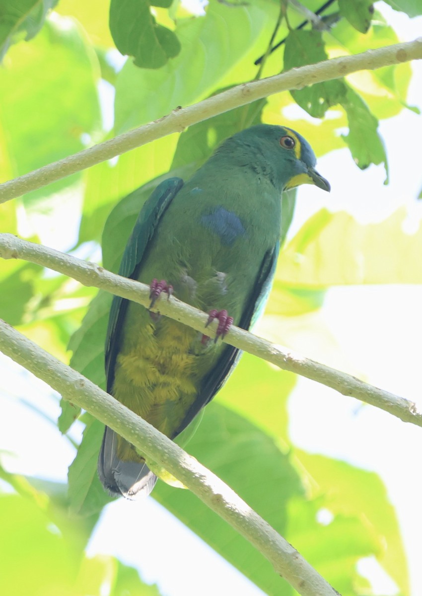 Blue-capped Fruit-Dove - ML627530638